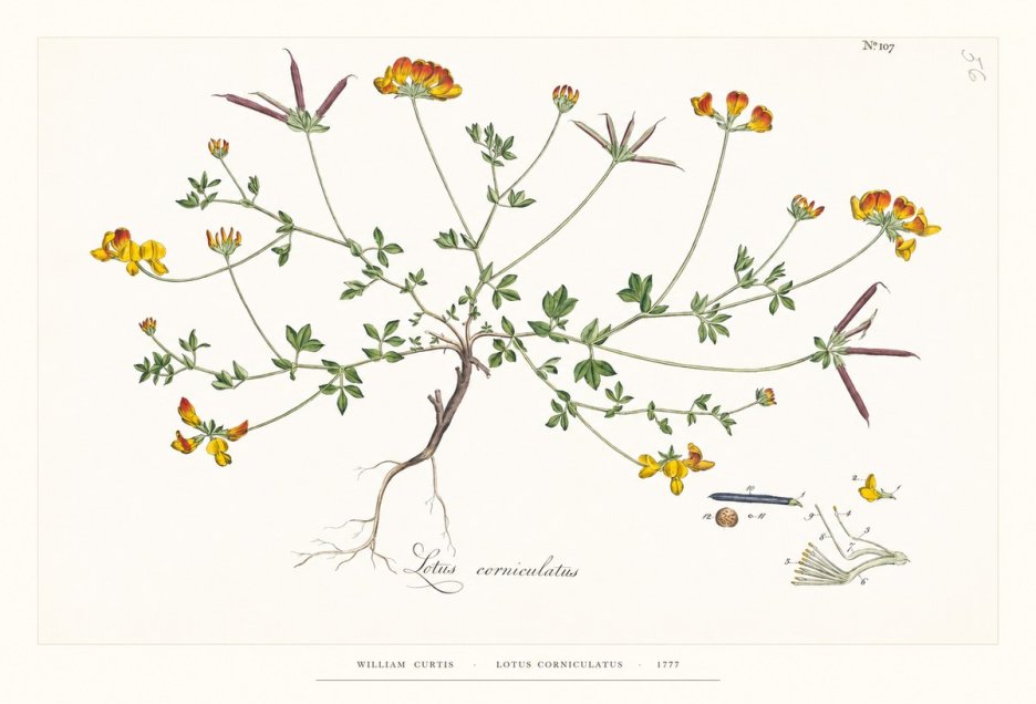 William Curtis Lotus Corniculatus II No6 - Plakát