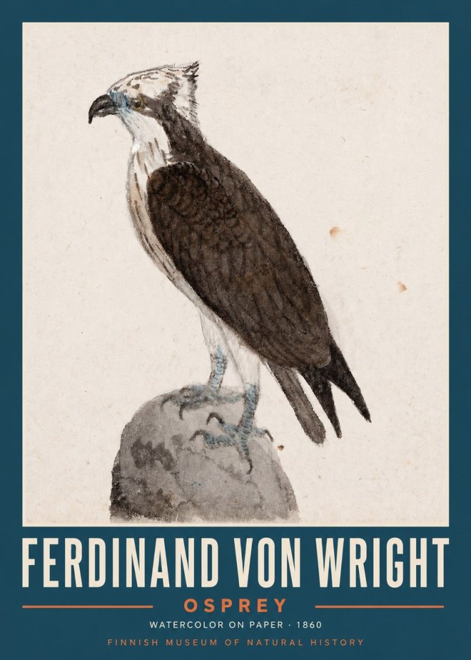 Ferdinand von Wright Osprey No2 - Plakát