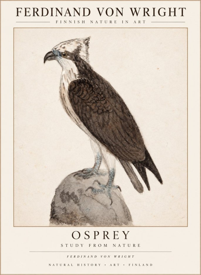 Ferdinand von Wright Osprey No3 - Plakát