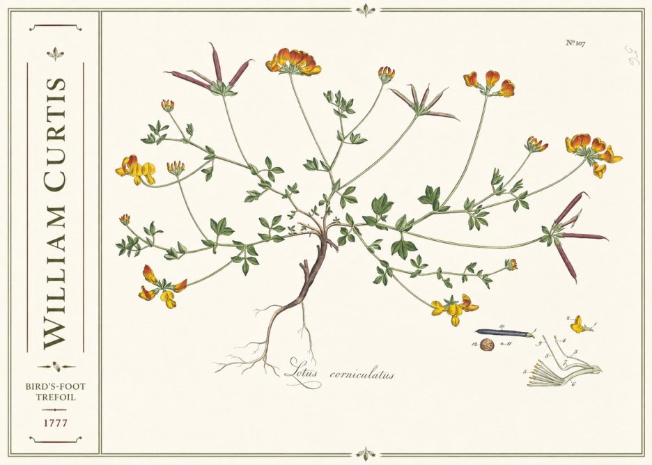 William Curtis Bird's-foot Trefoil No2 - Plakát