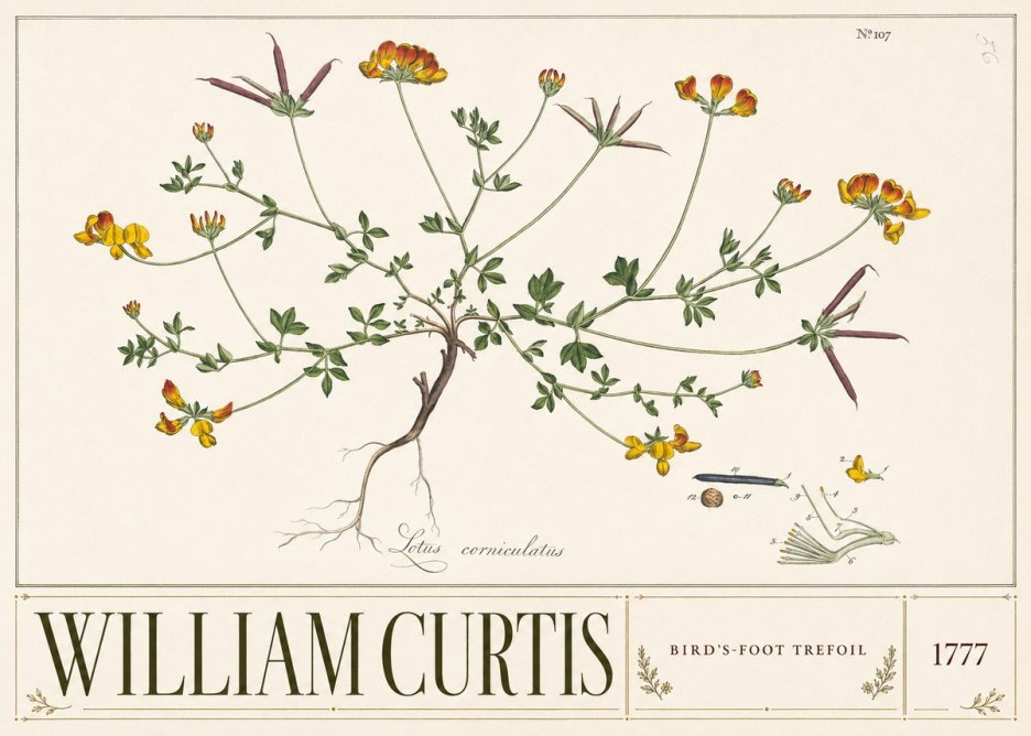 William Curtis Bird's-foot Trefoil No3 - Plakát