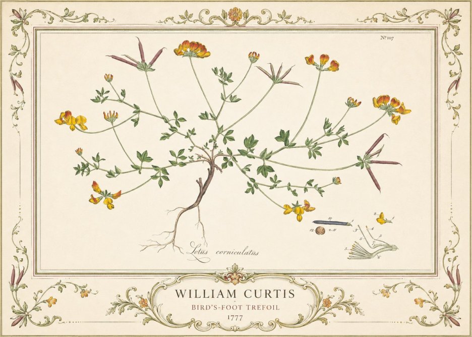 William Curtis Bird's-foot Trefoil No4 - Plakát