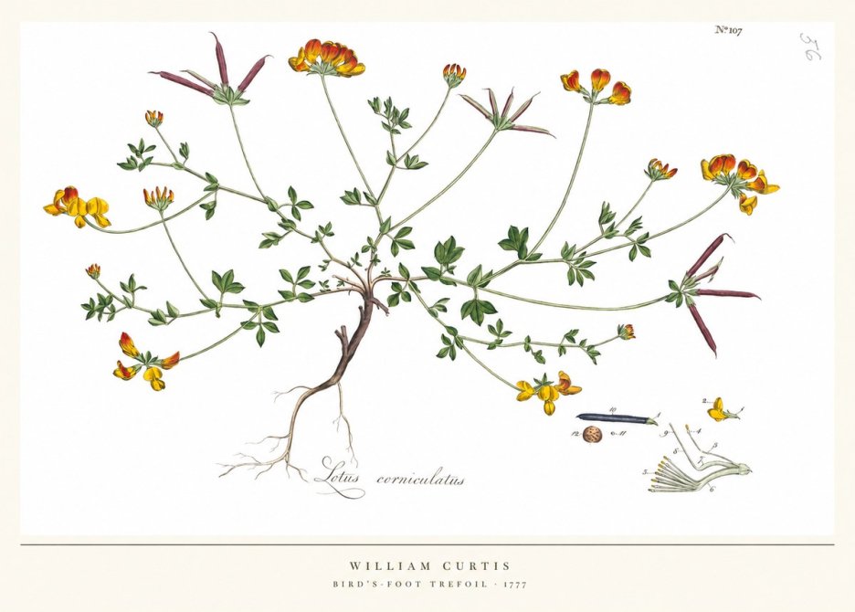 William Curtis Bird's-foot Trefoil No5 - Plakát