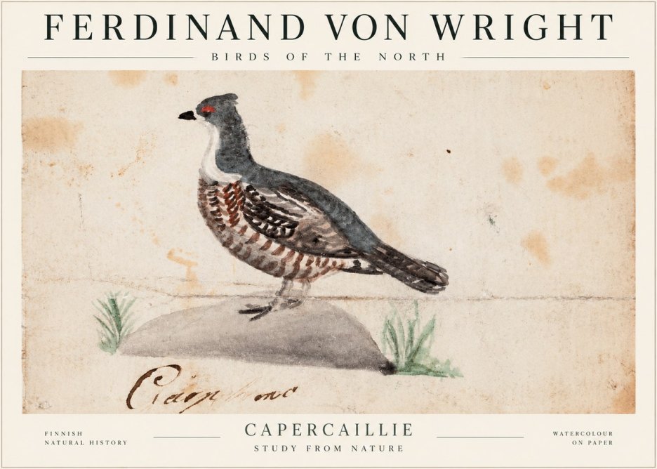 Ferdinand von Wright Grouse No2 - Plakát
