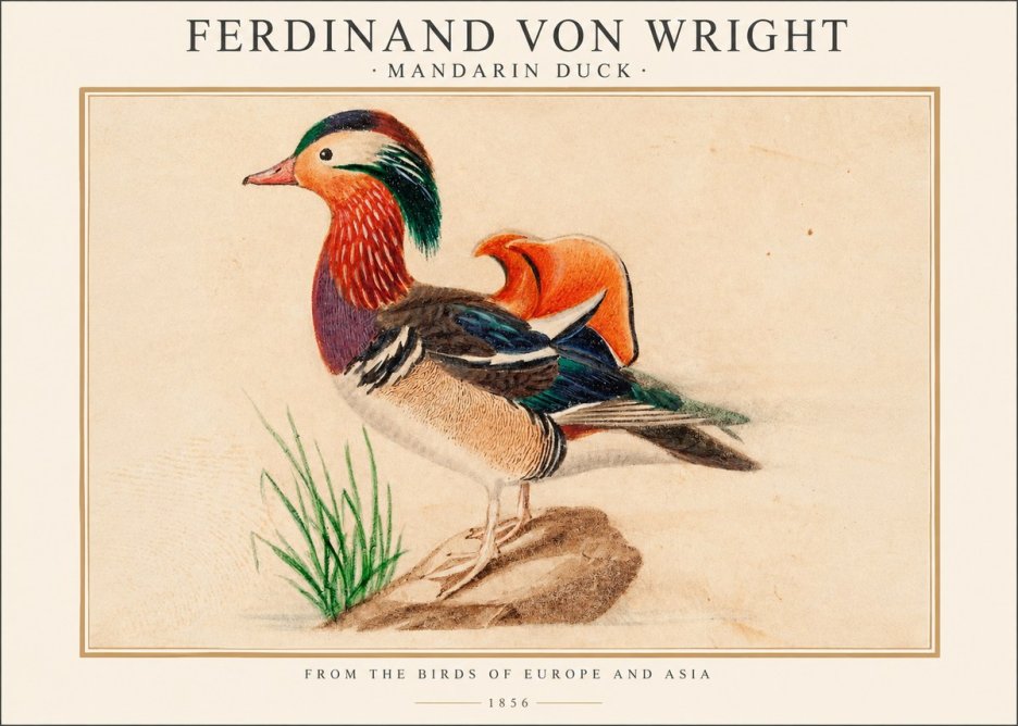 Ferdinand von Wright Mandarin Duck No1 - Plakát