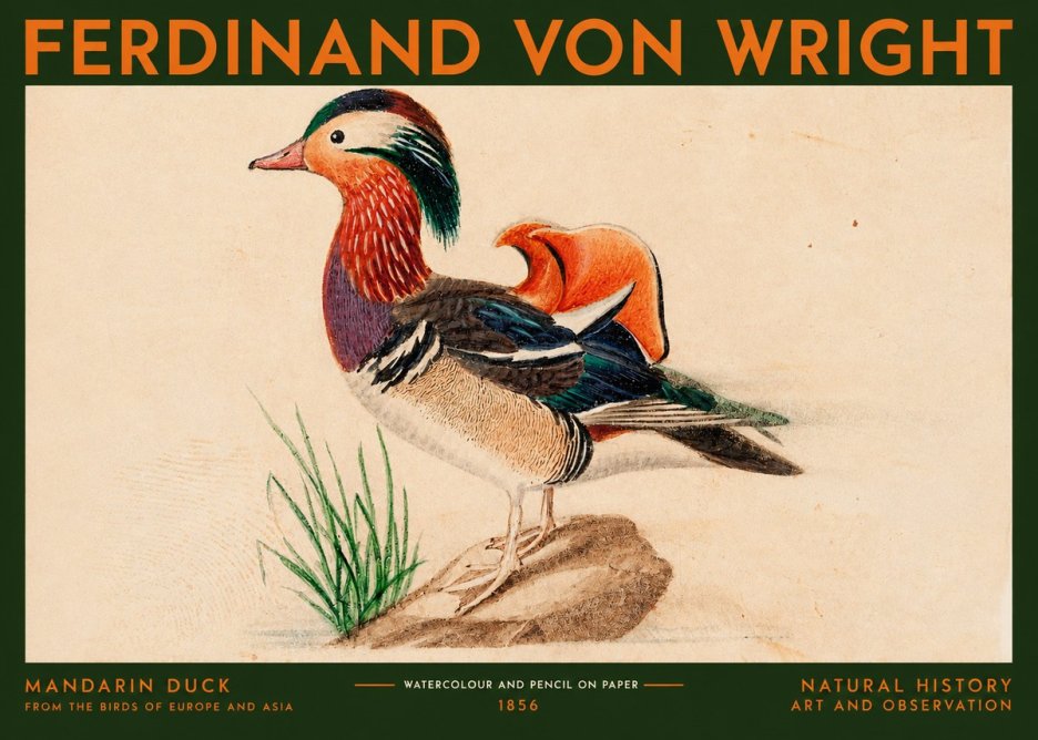 Ferdinand von Wright Mandarin Duck No2 - Plakát