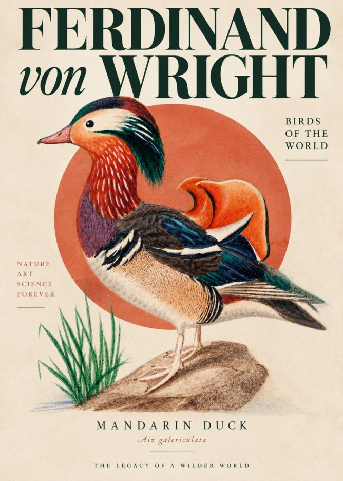 Ferdinand von Wright Mandarin Duck No4 - Plakát