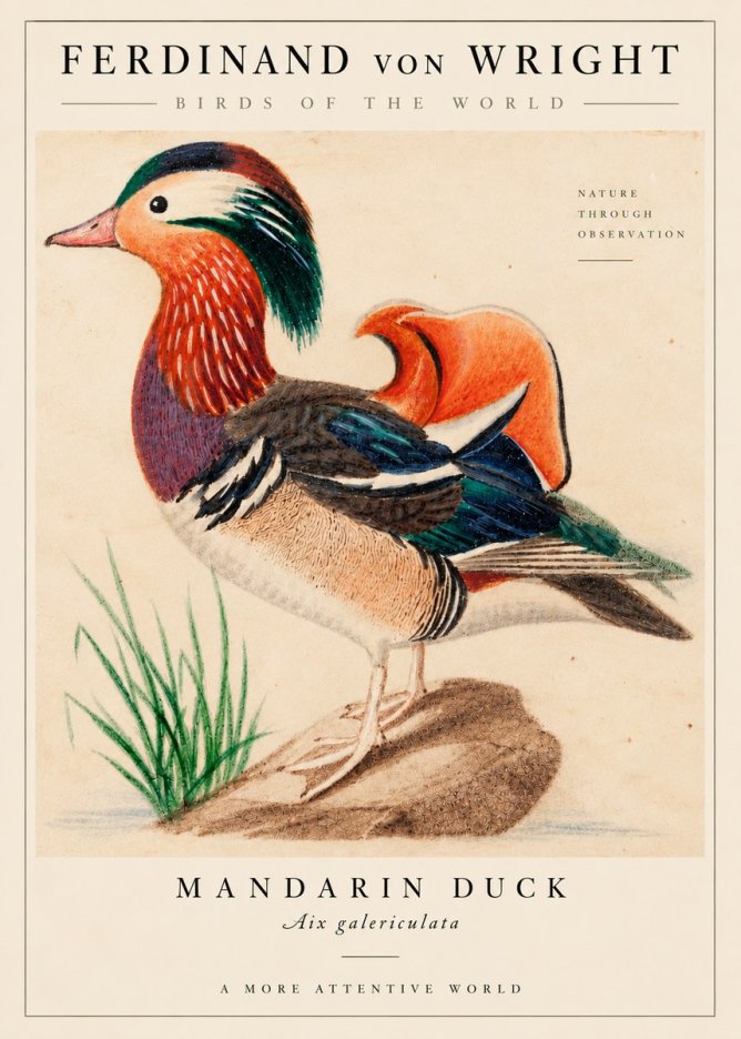 Ferdinand von Wright Mandarin Duck No6 - Plakát