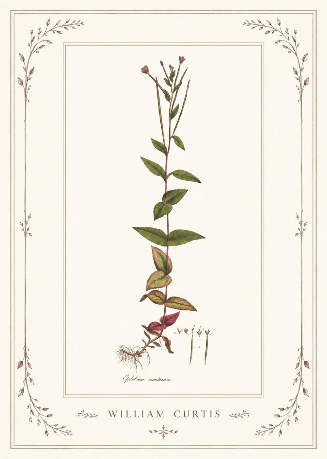 William Curtis Epilobium Montanum. No1 - Plakát