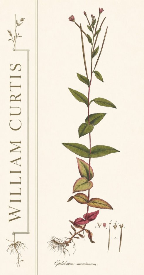 William Curtis Epilobium Montanum. No2 - Plakát