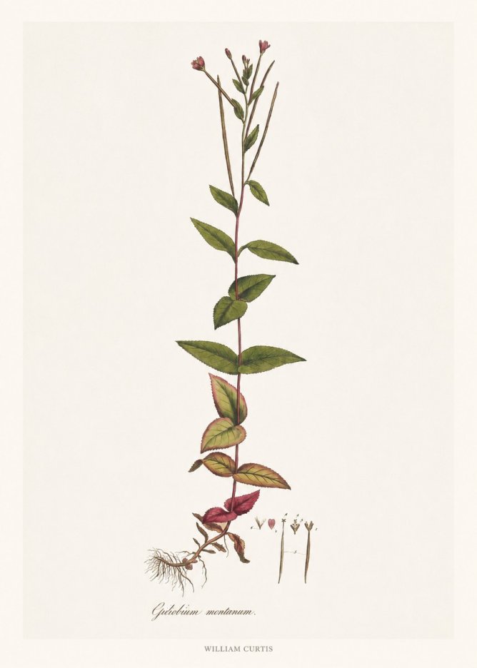 William Curtis Epilobium Montanum. No6 - Plakát