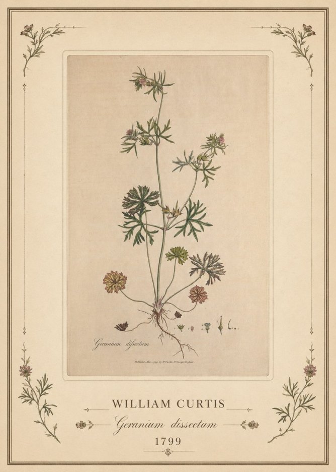 William Curtis Geranium Dissectum II No1 - Plakát