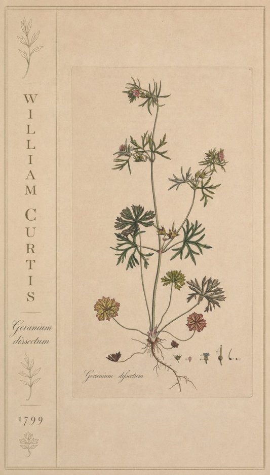 William Curtis Geranium Dissectum II No2 - Plakát