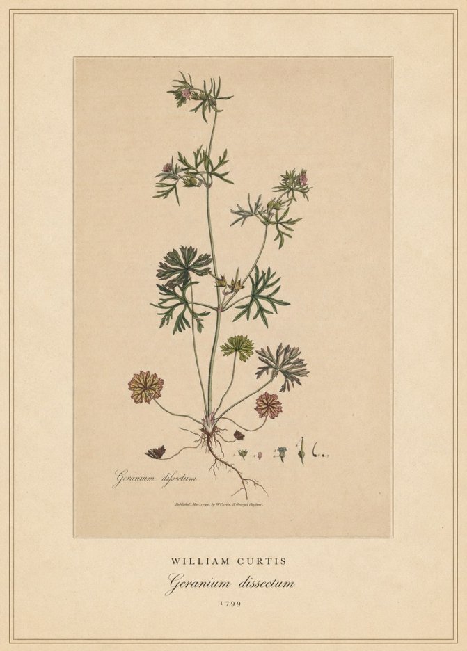 William Curtis Geranium Dissectum II No4 - Plakát