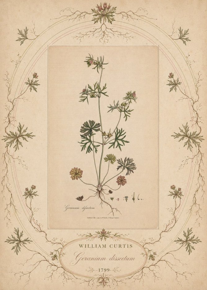 William Curtis Geranium Dissectum II No5 - Plakát