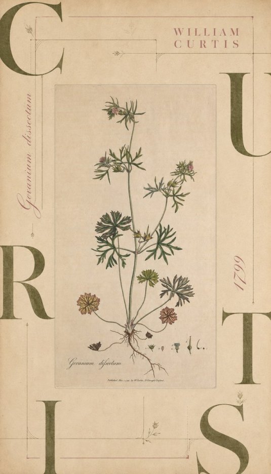 William Curtis Geranium Dissectum II No6 - Plakát