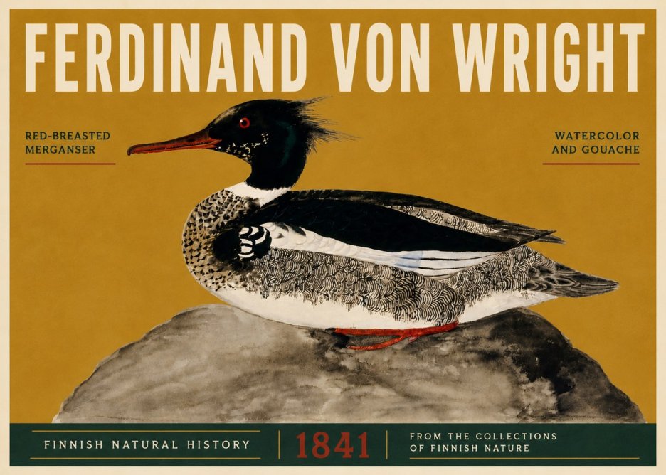 Ferdinand von Wright Red-breasted Merganser No5 - Plakát