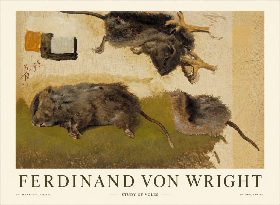 Ferdinand von Wright Studies of Lemmings No2 - Plakát