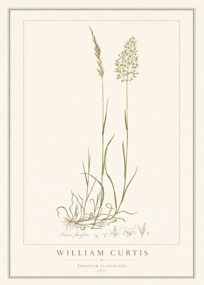 William Curtis Trisetum Flavescens III No1 - Plakát