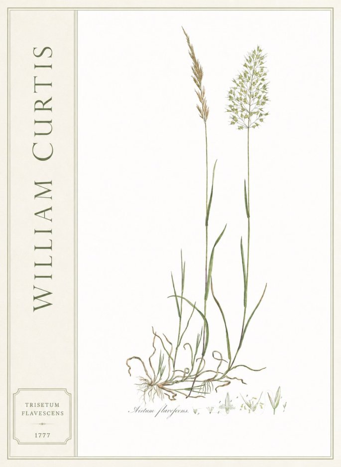 William Curtis Trisetum Flavescens III No2 - Plakát