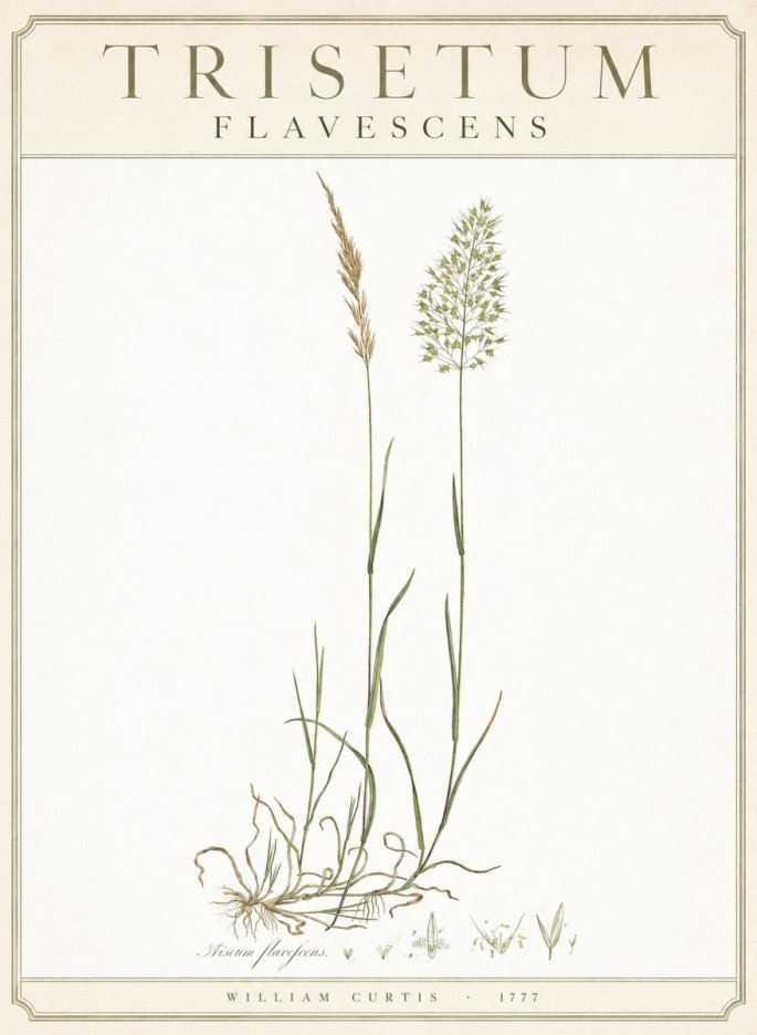 William Curtis Trisetum Flavescens III No3 - Plakát