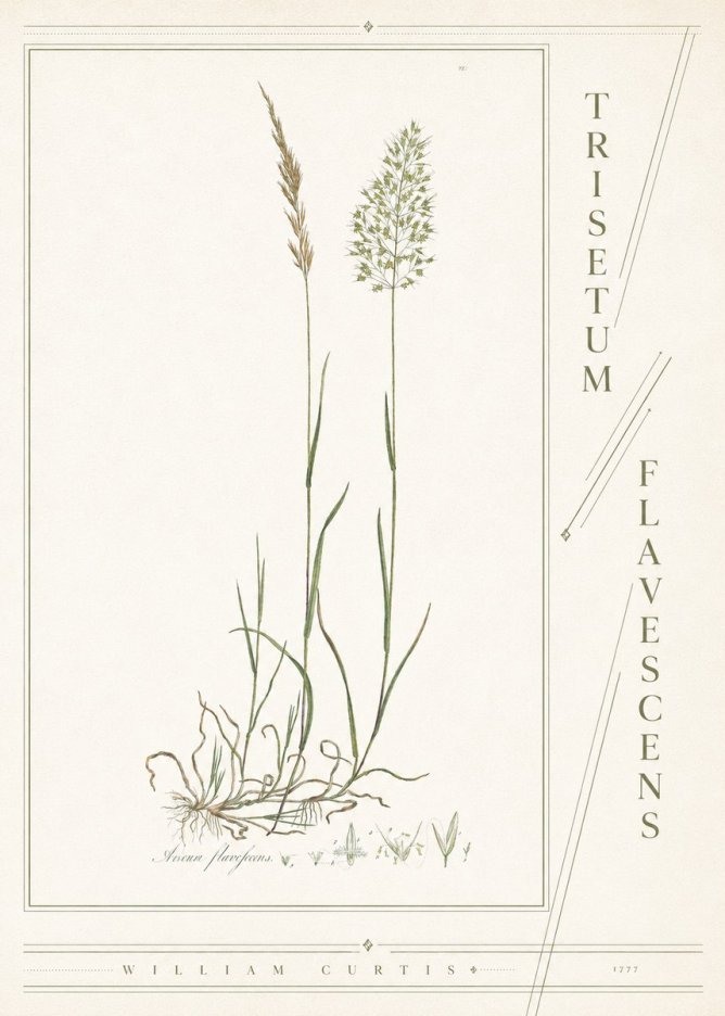 William Curtis Trisetum Flavescens III No4 - Plakát