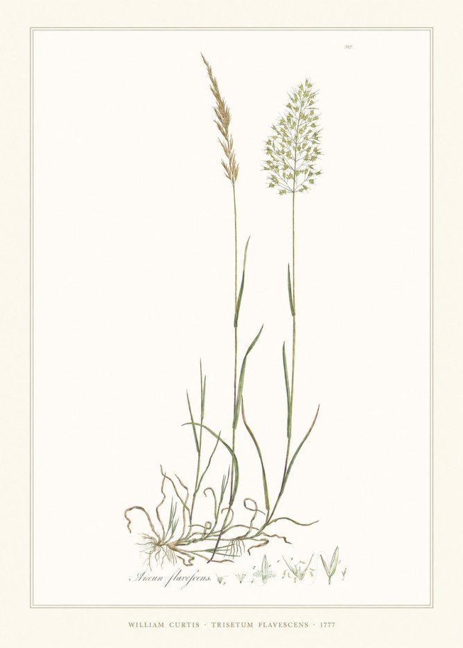 William Curtis Trisetum Flavescens III No6 - Plakát