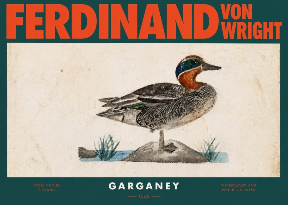 Ferdinand von Wright Garganey No2 - Plakát