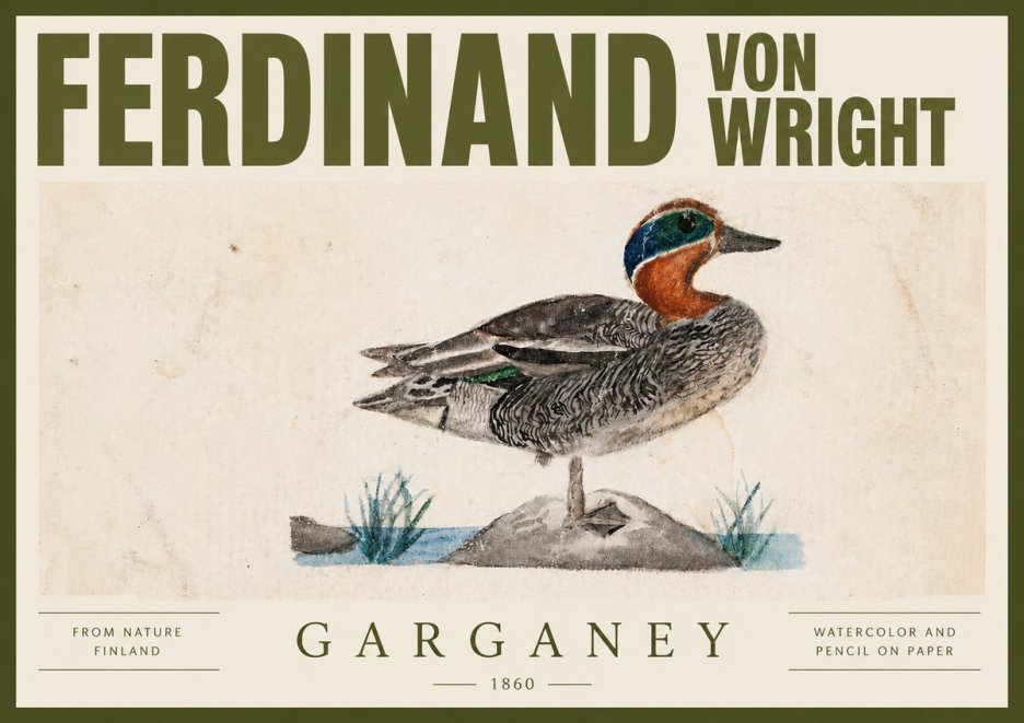 Ferdinand von Wright Garganey No4 - Plakát