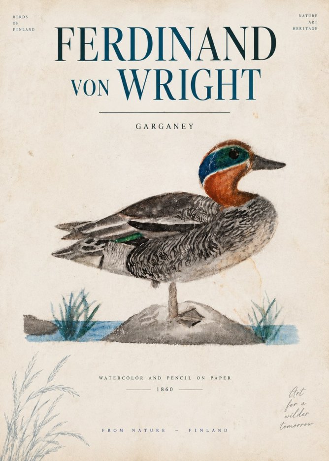 Ferdinand von Wright Garganey No6 - Plakát