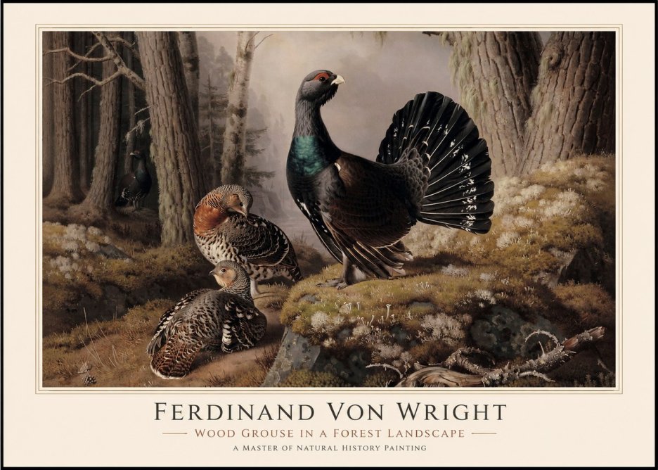 Ferdinand von Wright Wood Grouse in a Forest Landscape No1 - Plakát