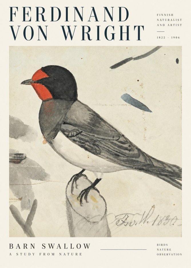 Ferdinand von Wright The Swallow No5 - Plakát