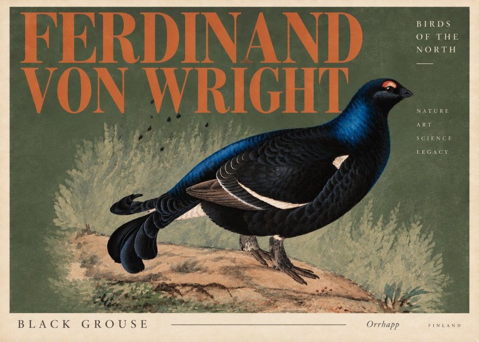 Ferdinand von Wright Black Grouse No6 - Plakát