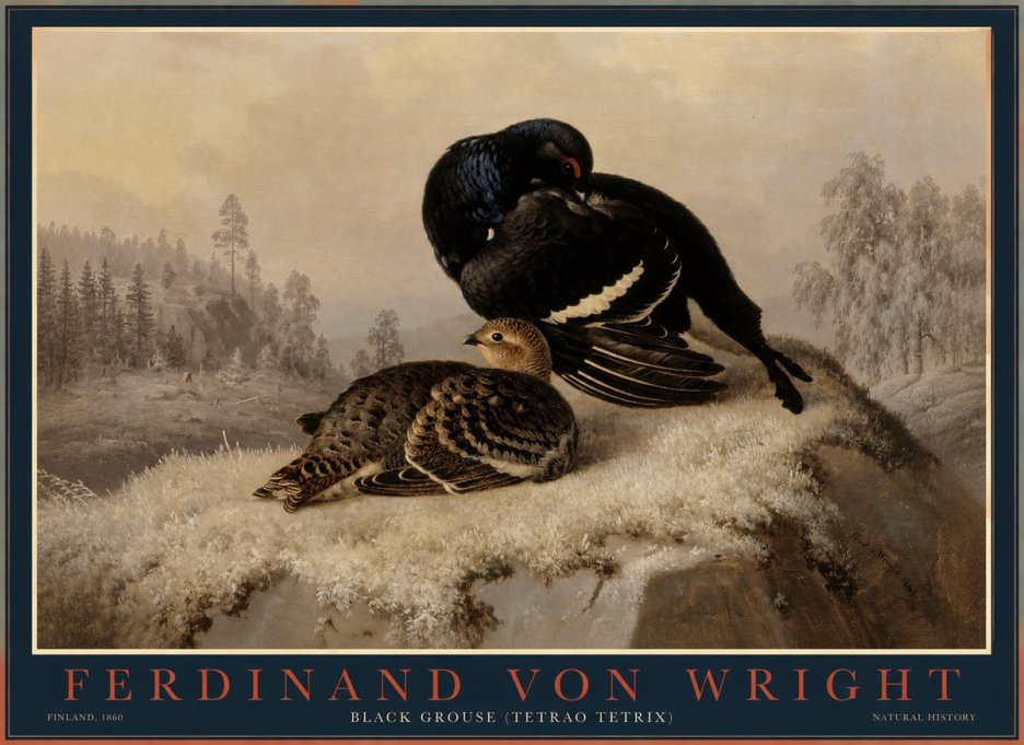 Ferdinand von Wright Black Grouse (Tetrao Tetrix) No1 - Plakát