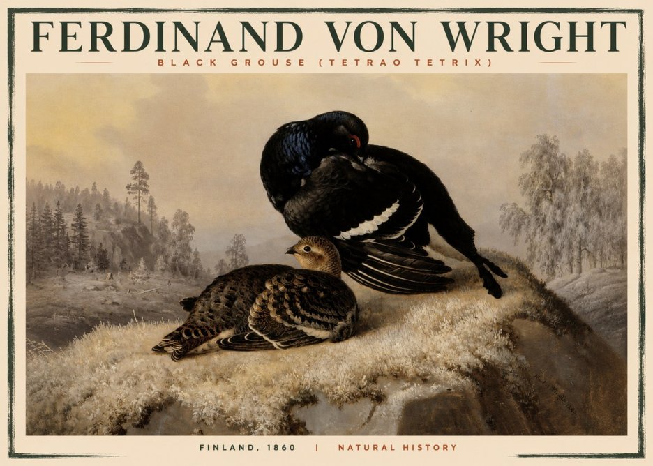 Ferdinand von Wright Black Grouse (Tetrao Tetrix) No2 - Plakát