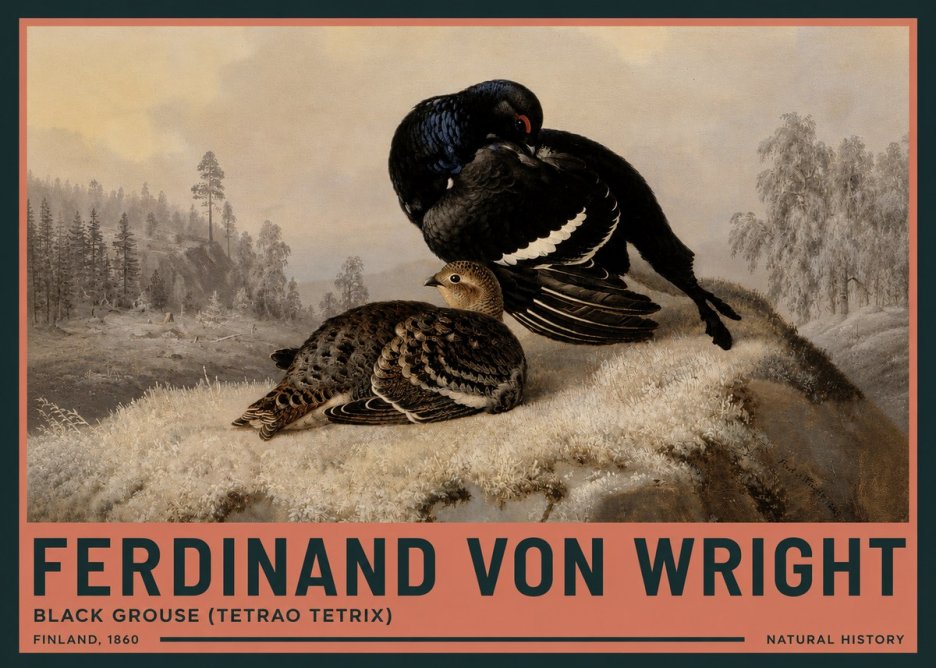 Ferdinand von Wright Black Grouse (Tetrao Tetrix) No3 - Plakát