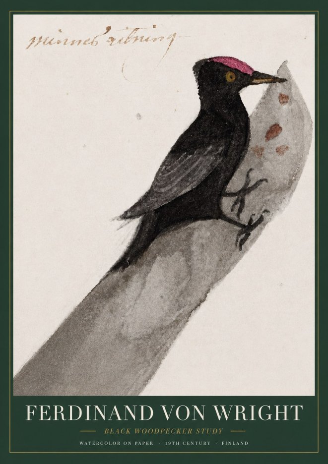 Ferdinand von Wright Black Woodpecker Study No3 - Plakát