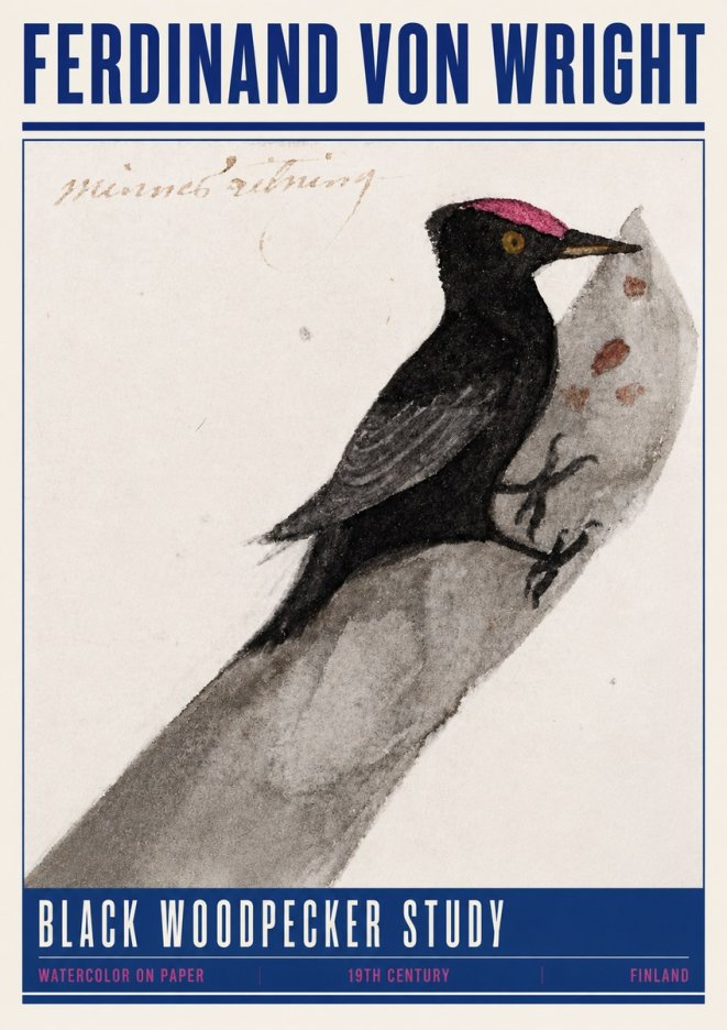 Ferdinand von Wright Black Woodpecker Study No4 - Plakát