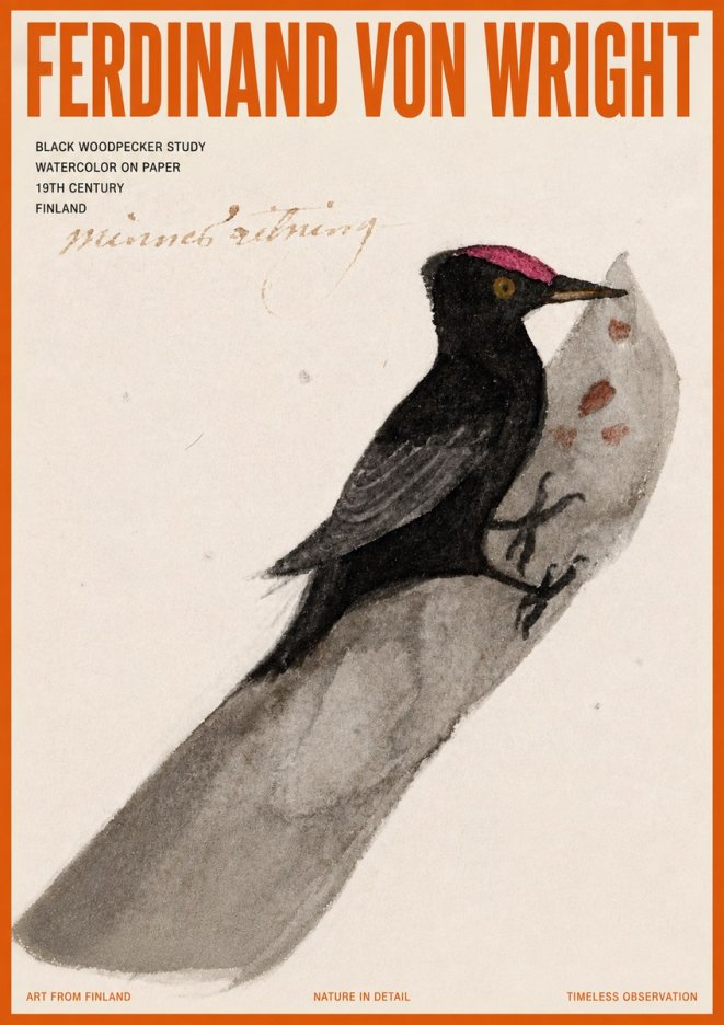 Ferdinand von Wright Black Woodpecker Study No5 - Plakát