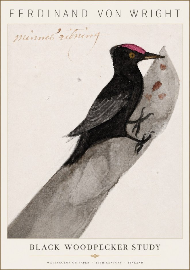Ferdinand von Wright Black Woodpecker Study No6 - Plakát