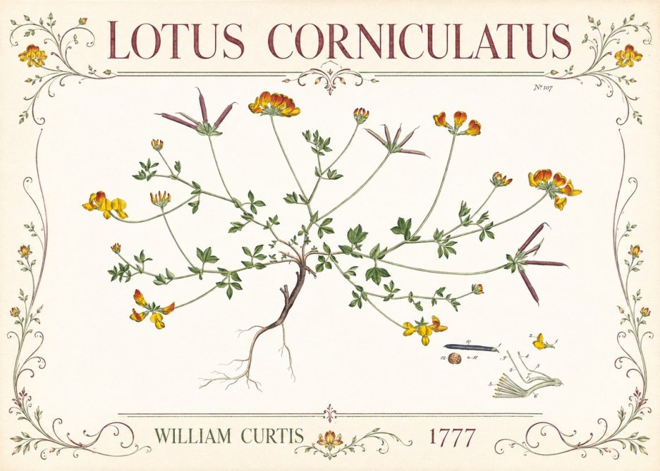 William Curtis Lotus Corniculatus III No3 - Plakát