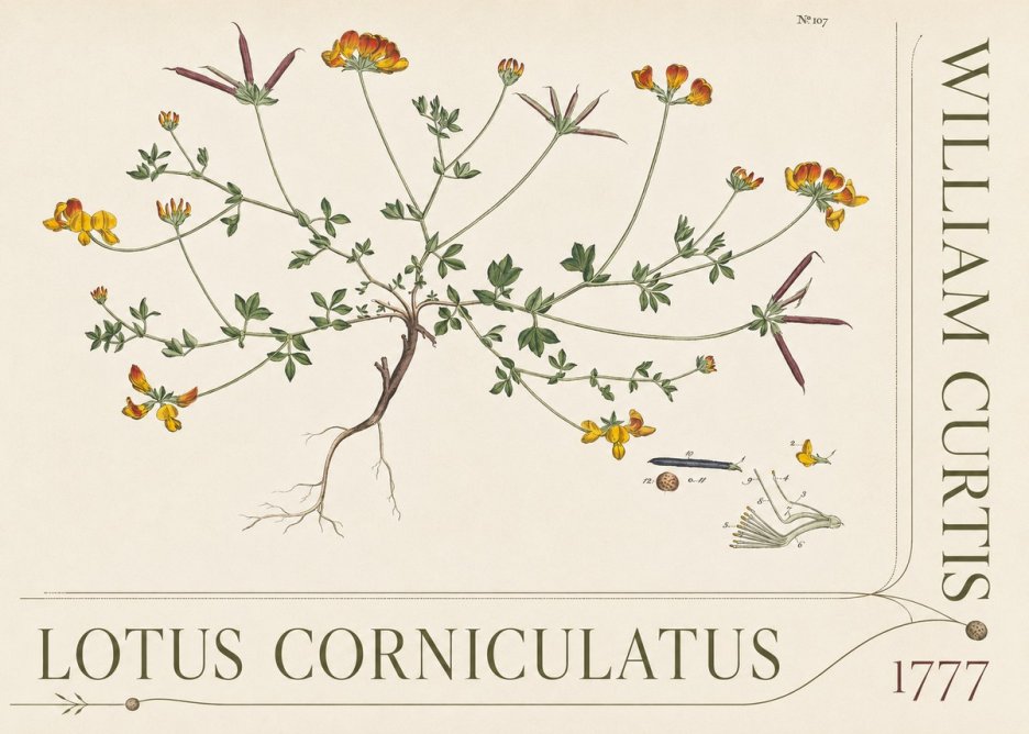 William Curtis Lotus Corniculatus III No5 - Plakát