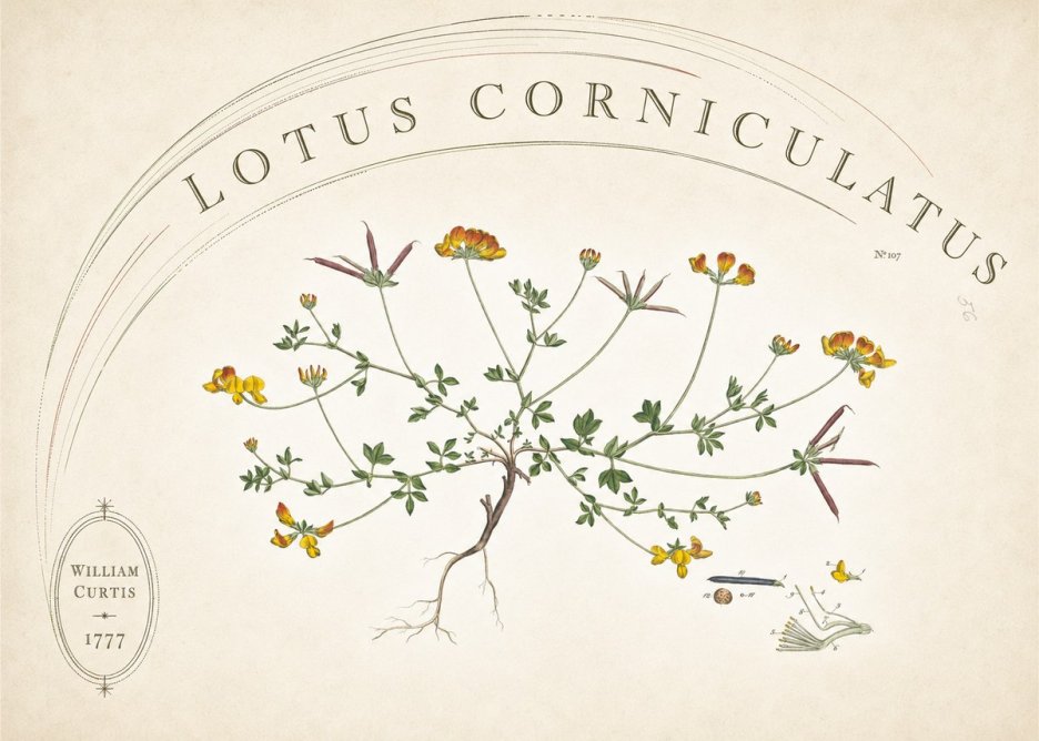 William Curtis Lotus Corniculatus III No6 - Plakát