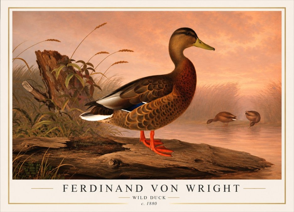 Ferdinand von Wright Wild Duck No1 - Plakát