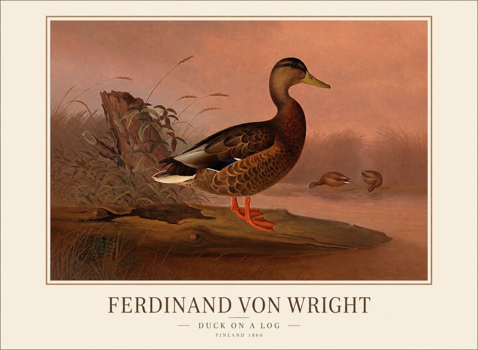Ferdinand von Wright Wild Duck No2 - Plakát
