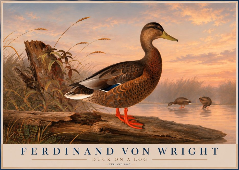 Ferdinand von Wright Wild Duck No6 - Plakát