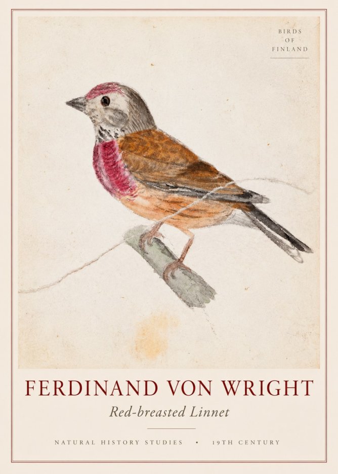 Ferdinand von Wright Bird Study No3 - Plakát