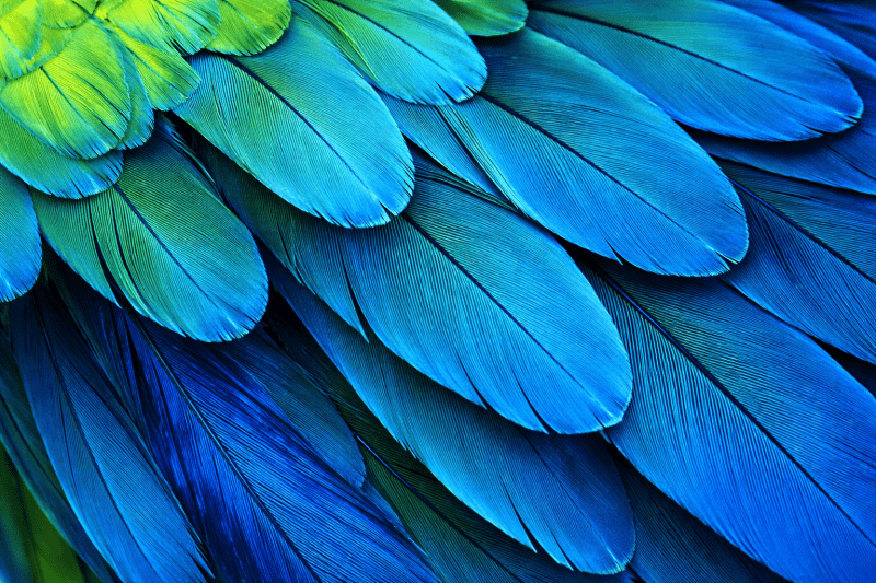 Uploaded
wallpaper