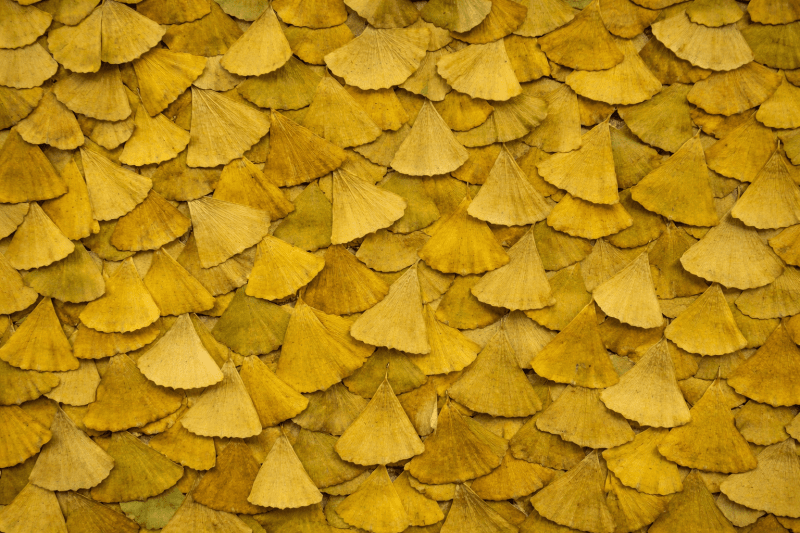 Uploaded
wallpaper