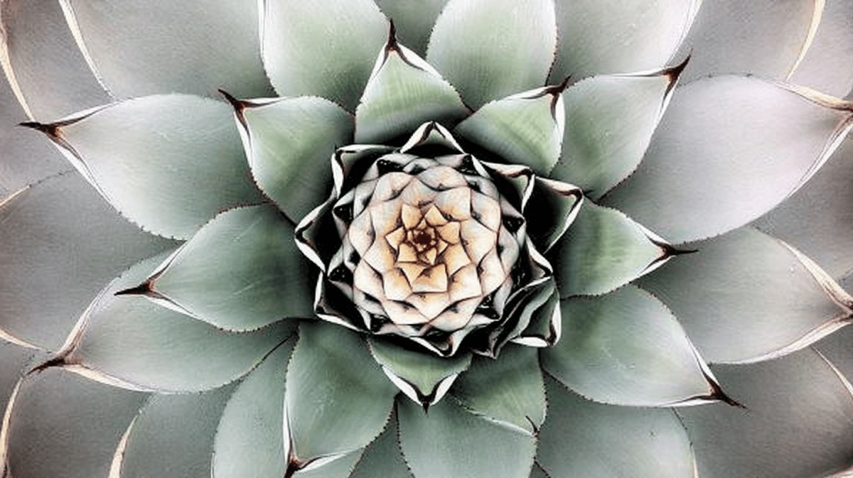Agave Spiral